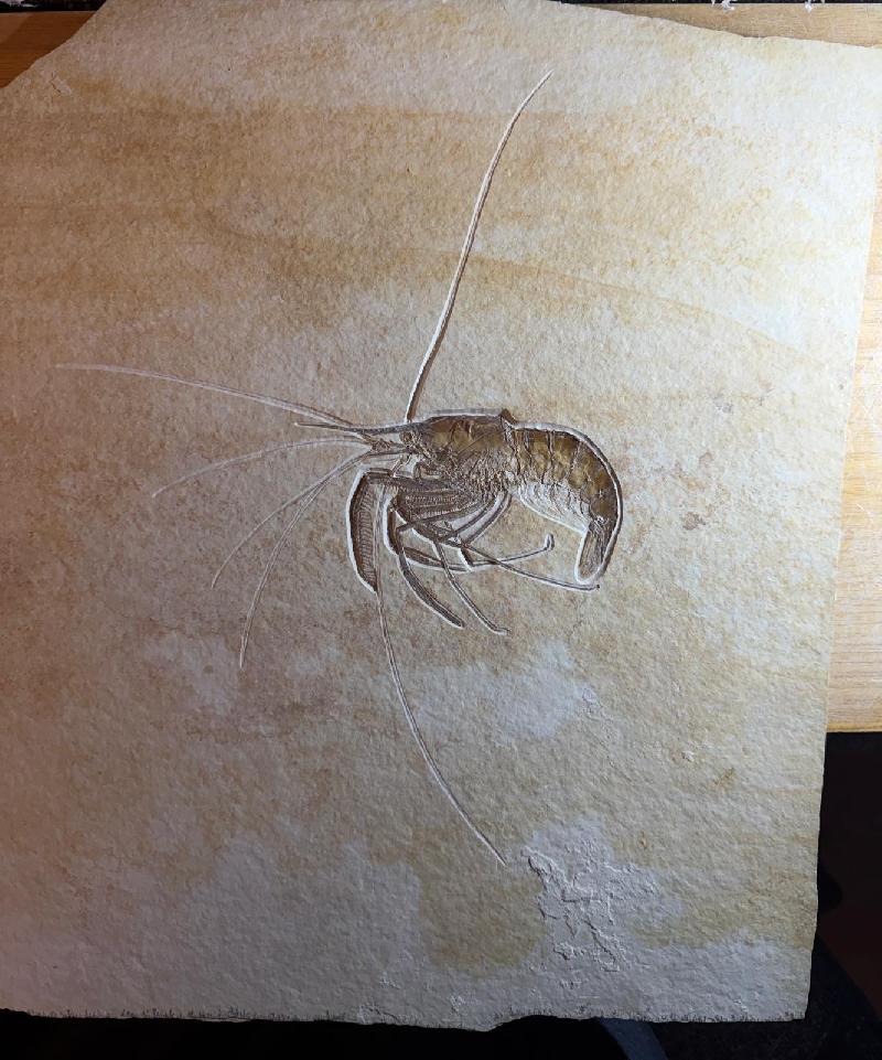 Aeger spinipes Bild ©